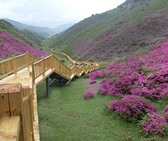 祿勸縣馬鹿塘高山杜鵑花海景區(qū)建設(shè)項(xiàng)目